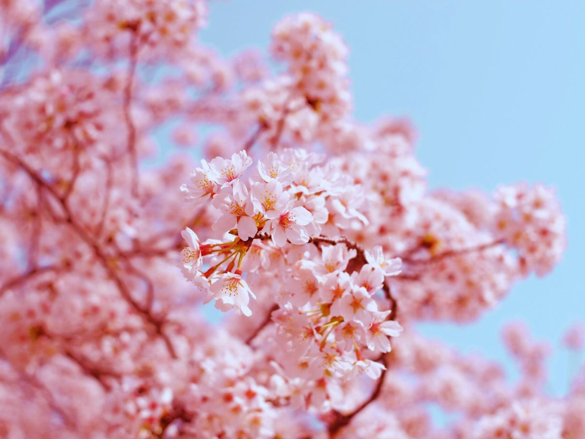 Cherry Blossoms
