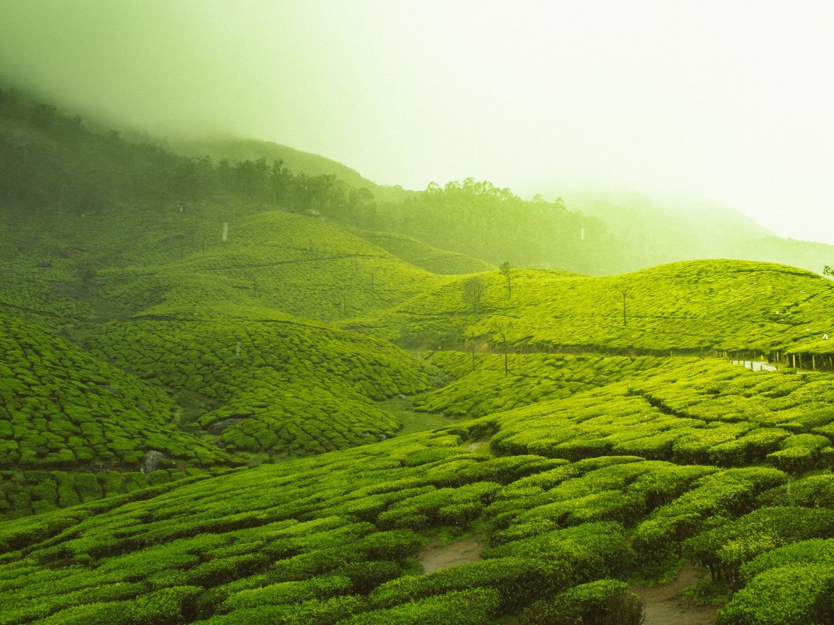 India's Kerala is the Tropical Paradise You're Missing