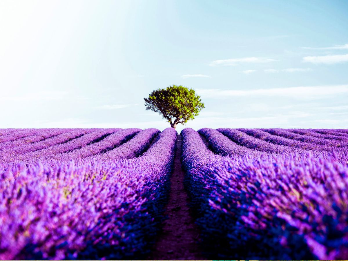 Provence Lavender Fields
