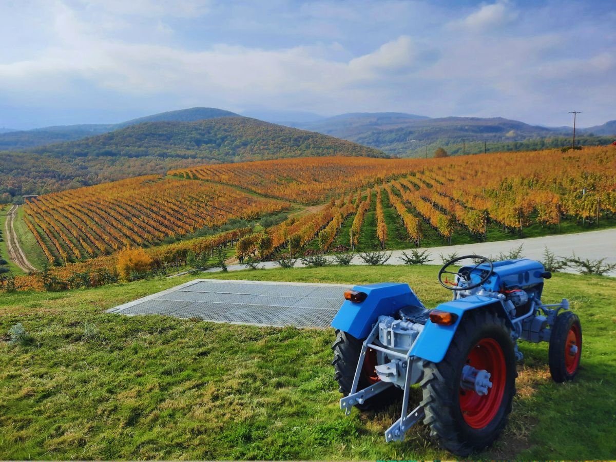 Vineyard during fall harvest
