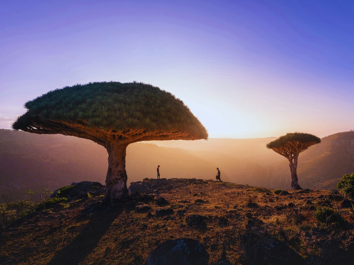 Dragon blood trees Socotra